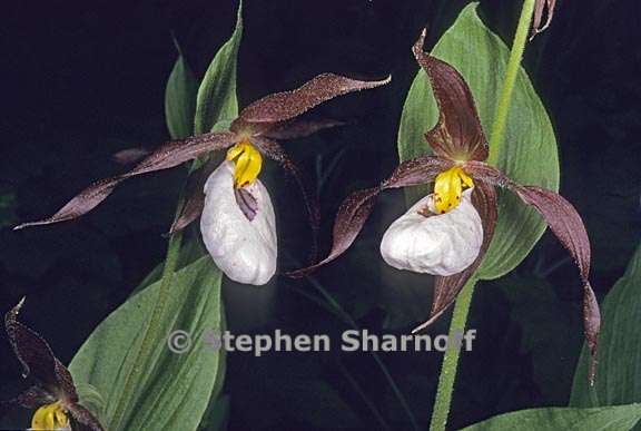 cypripedium montanum 5 graphic